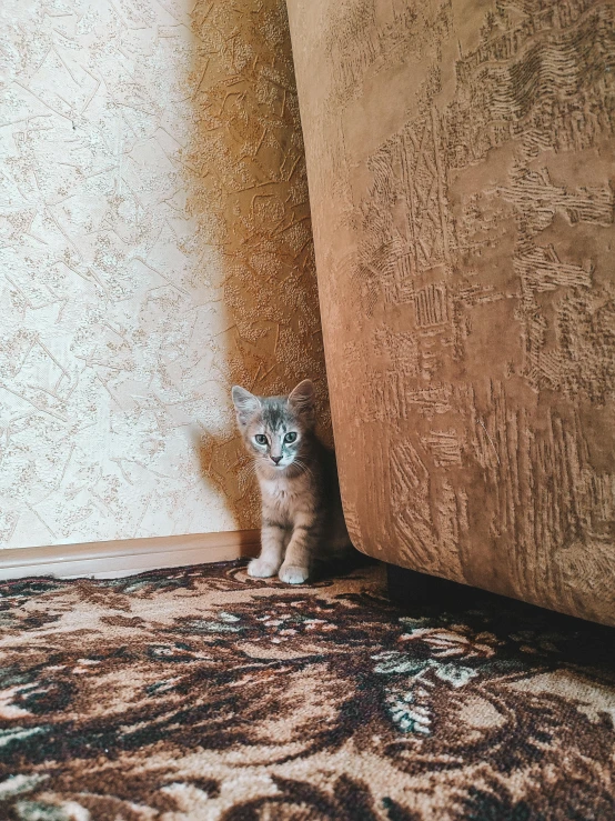 a gray cat standing under a brown and white wall