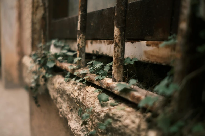 ivy growing around a window ledge in an abandoned building