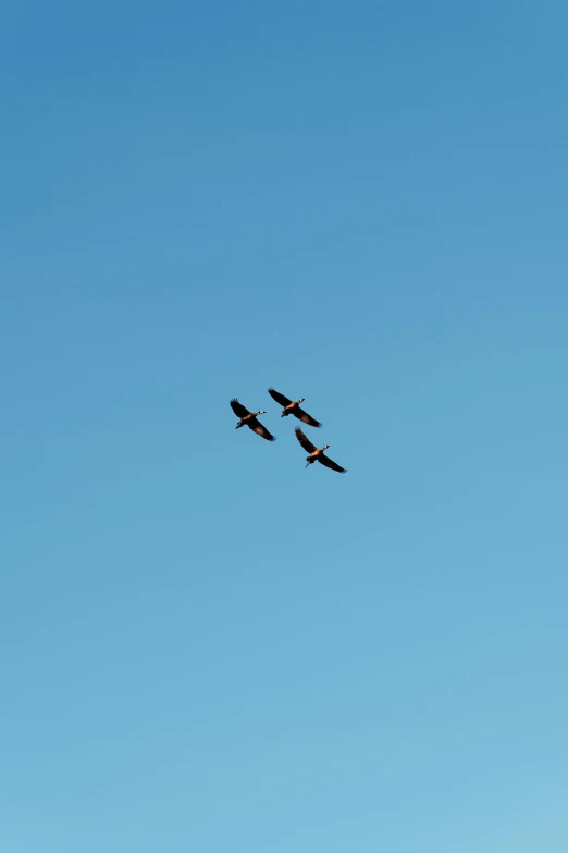 three birds flying in the air with a blue sky background