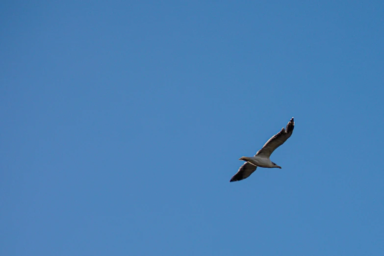 a bird is flying in a clear blue sky