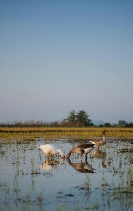 two geese in shallow water with grass