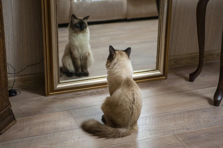 a cat that is standing in front of a mirror