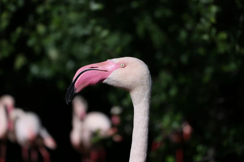 a pink flamingo is standing near a group of other flamingos