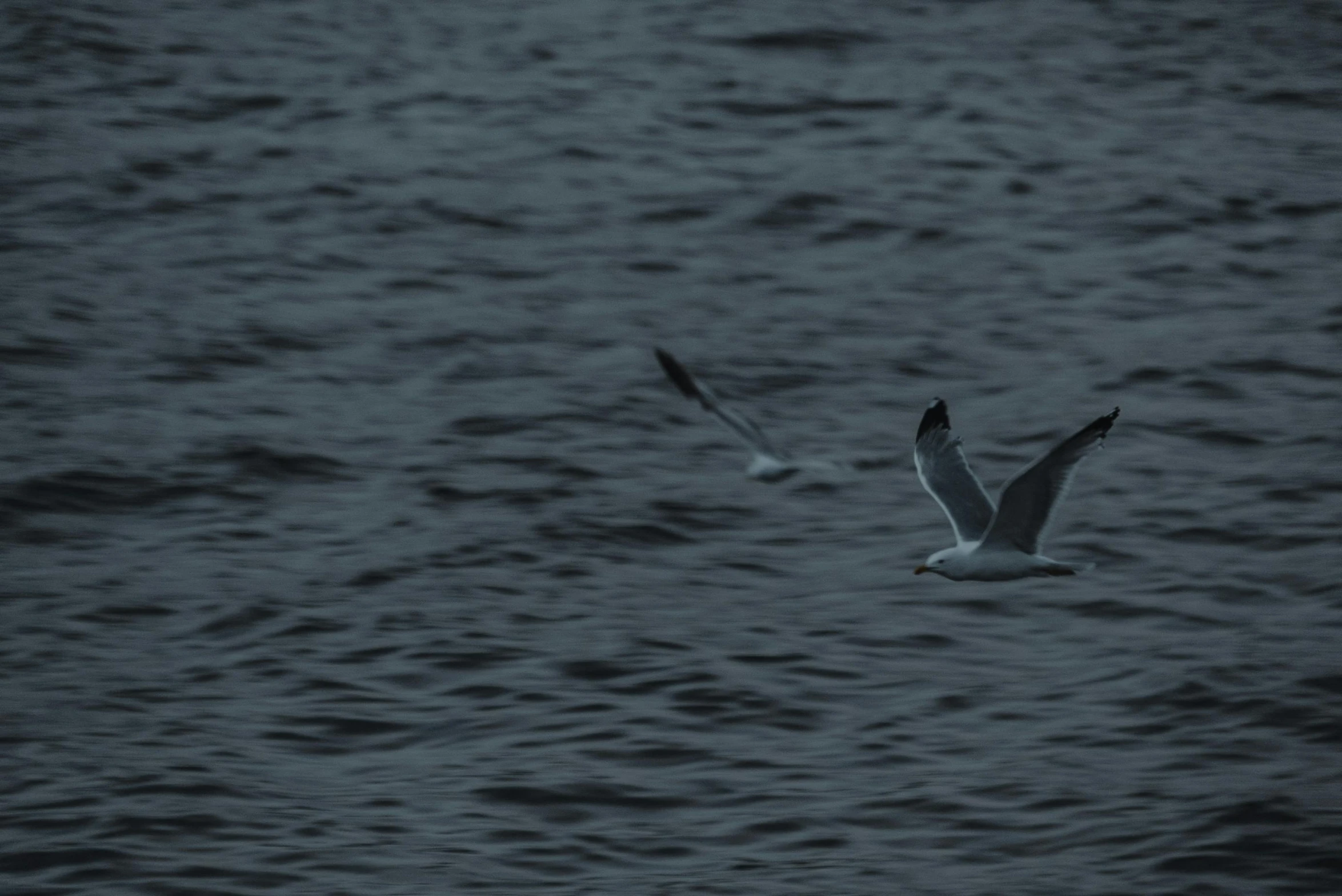 two birds that are flying over the water