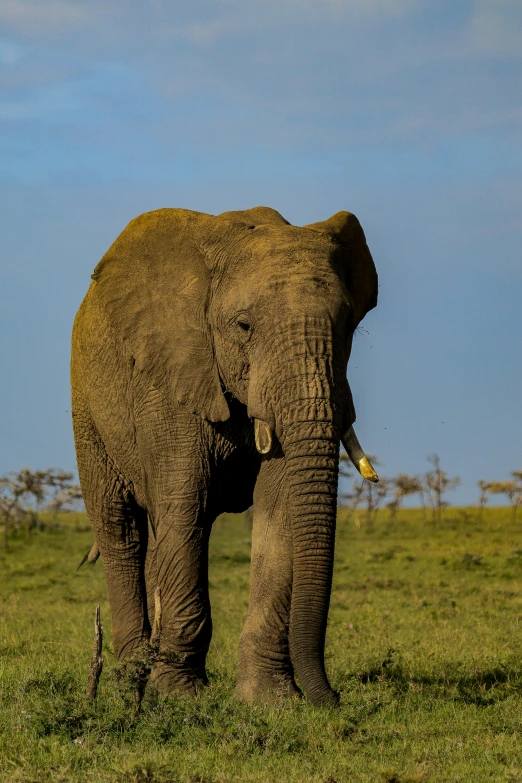 the elephant is standing in the grass by himself