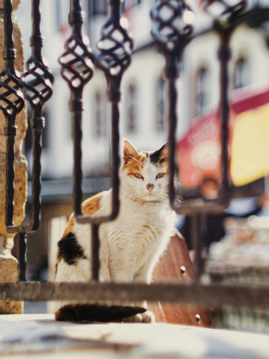 a cat is sitting behind bars in an iron fence