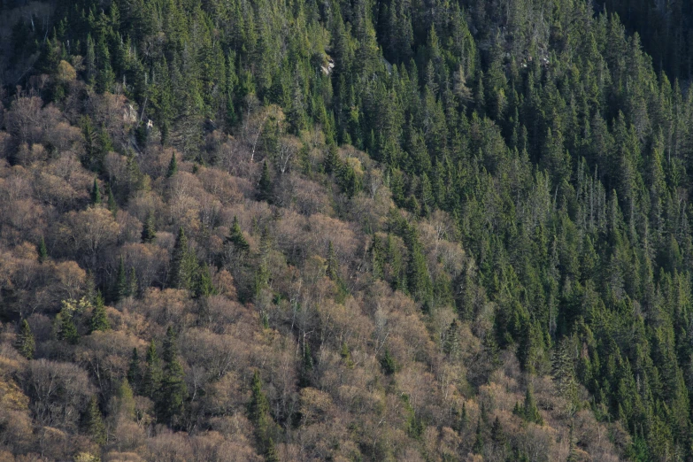 many trees in the mountain top with no leaves