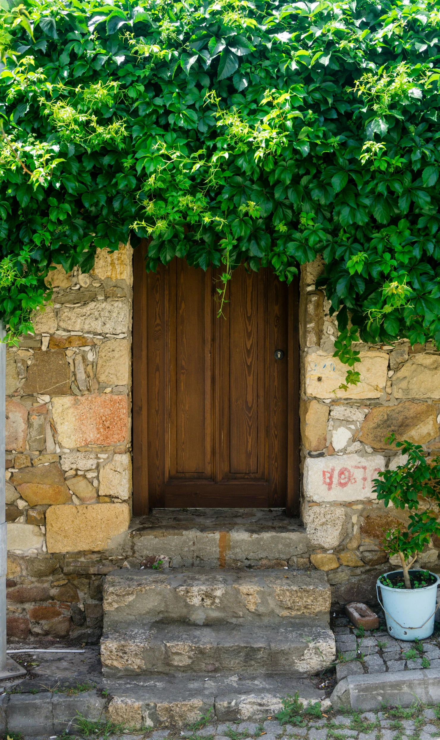 a bunch of ivy climbing over a door