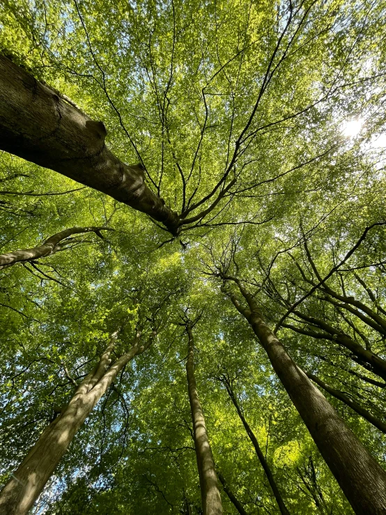 the sky and nches of tall trees