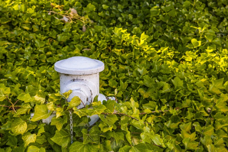 a white fire hydrant surrounded by green bushes