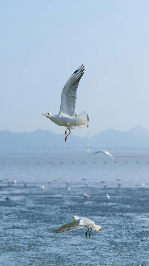 two birds flying over water and surrounded by ocean waves