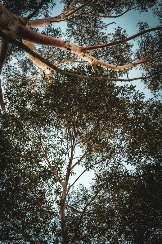 an umbrella is up against the backdrop of trees