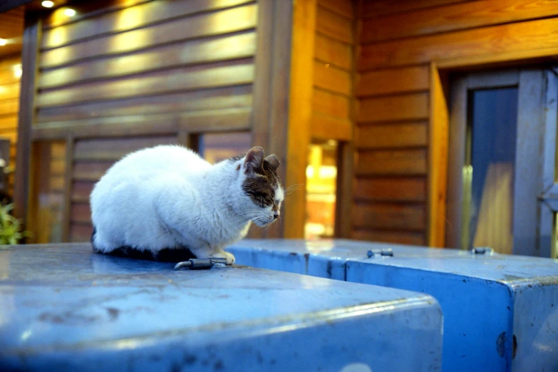 a cat that is standing on the edge of a table