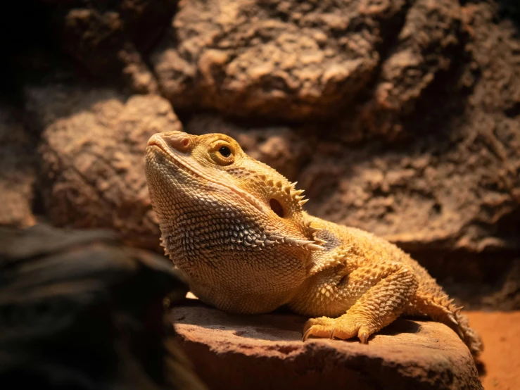 a little yellow and black lizard on a rock