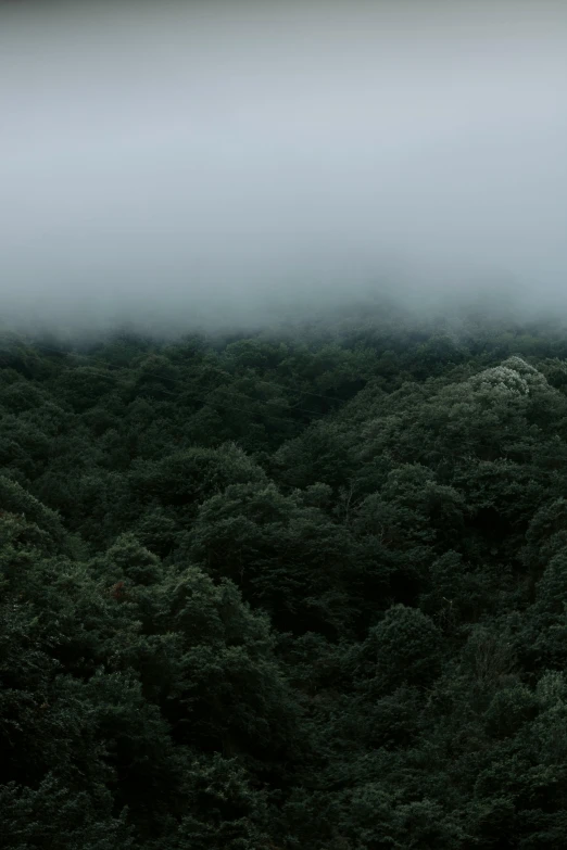 a large area of trees on a cloudy day