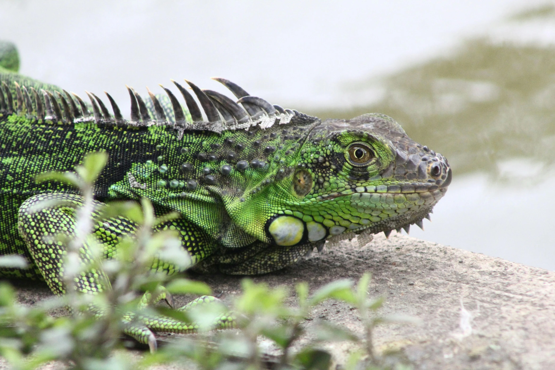 an iguana resting on a large rock while looking out over the water