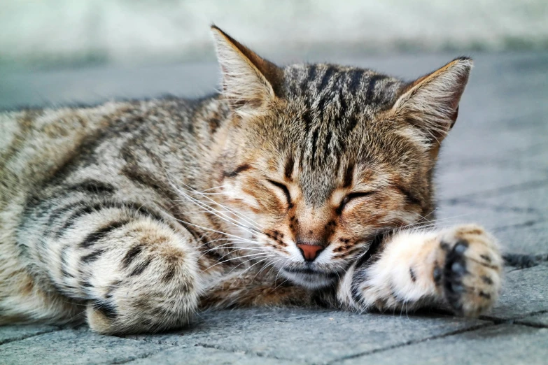 a close up of a cat with its eyes closed