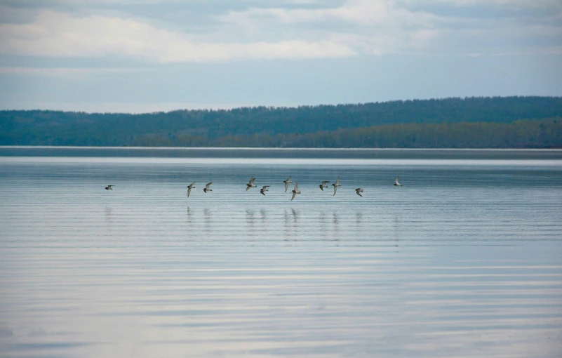 birds flying over the water with mountains in the background