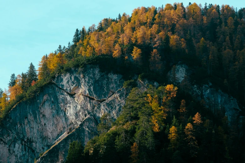 some very pretty trees with some very tall hills in the background