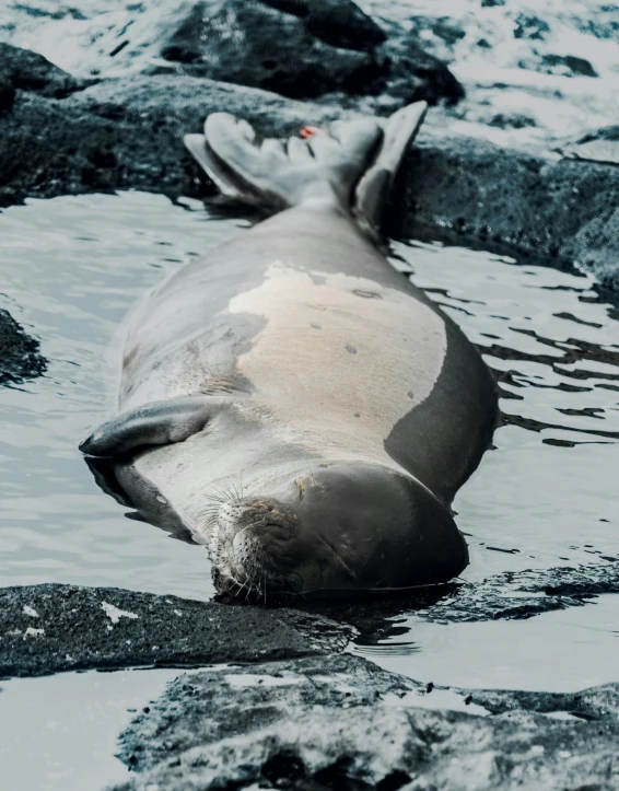 the animal is floating in the water by some rocks