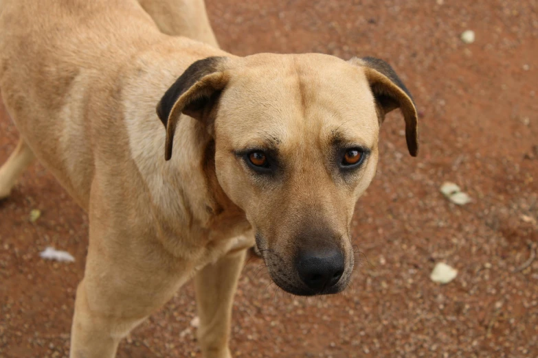 a close up of a brown dog looking at soing