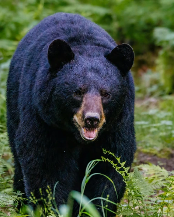 a large black bear walking through a lush green forest