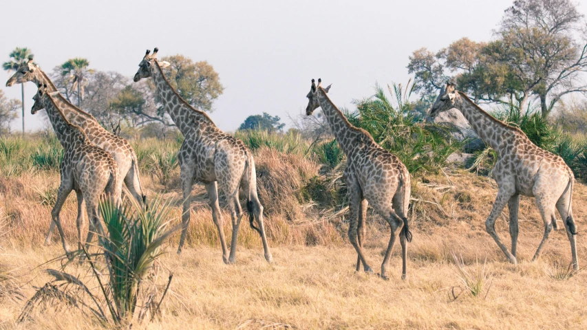 four giraffes are walking through the desert on the grass