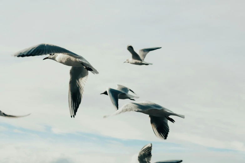 several seagulls are flying in formation