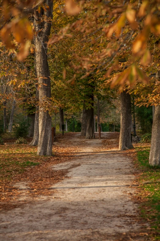 a pathway that leads to the woods with lots of trees lining both sides