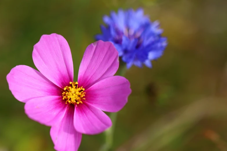 the pink and blue flowers are close together