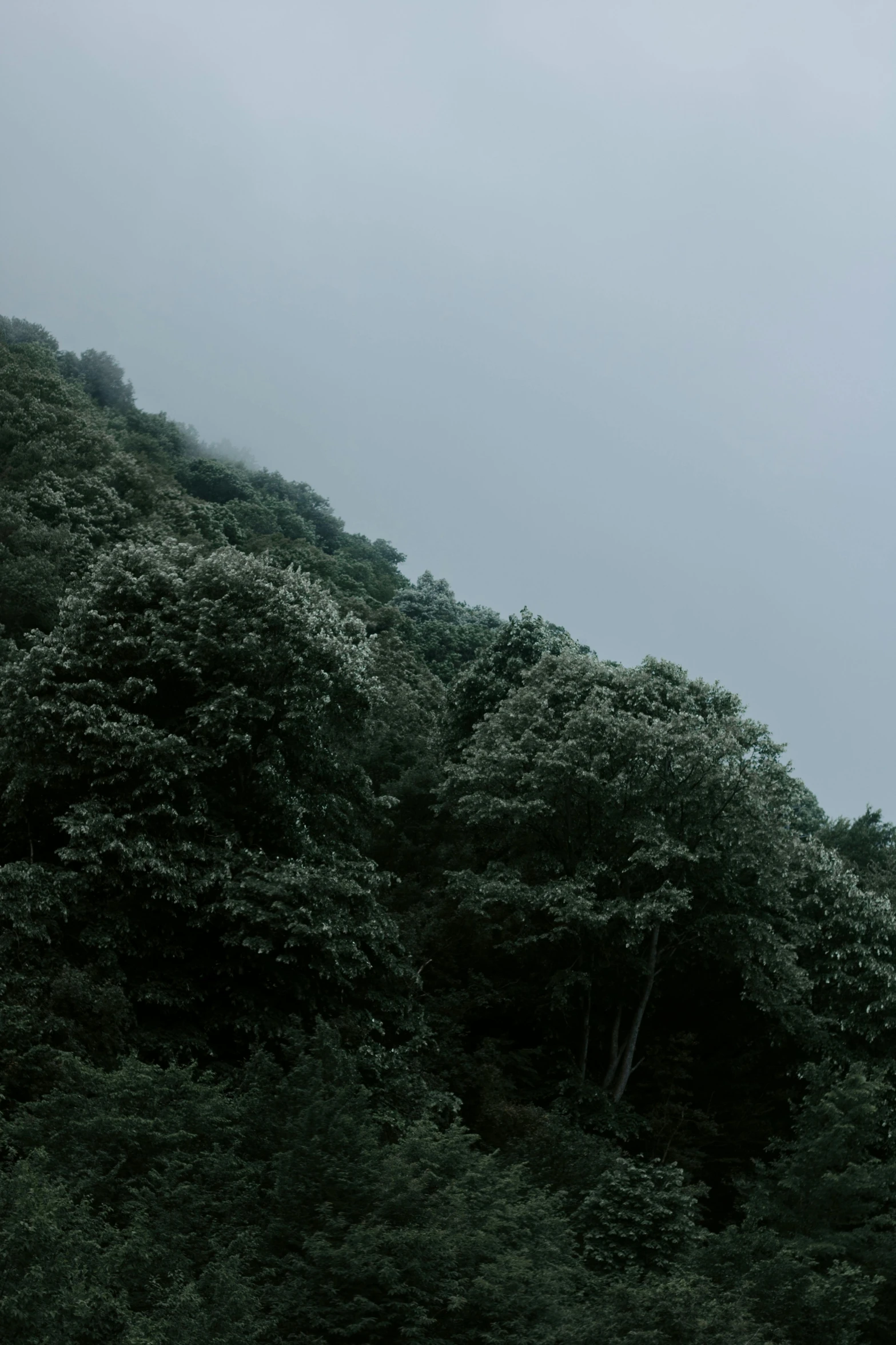 the top of a green tree covered mountain