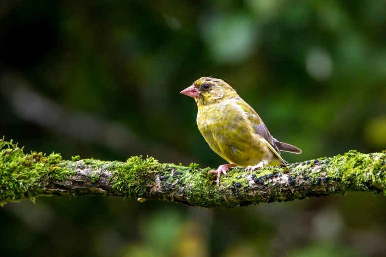 a small bird sits on the moss covered nch