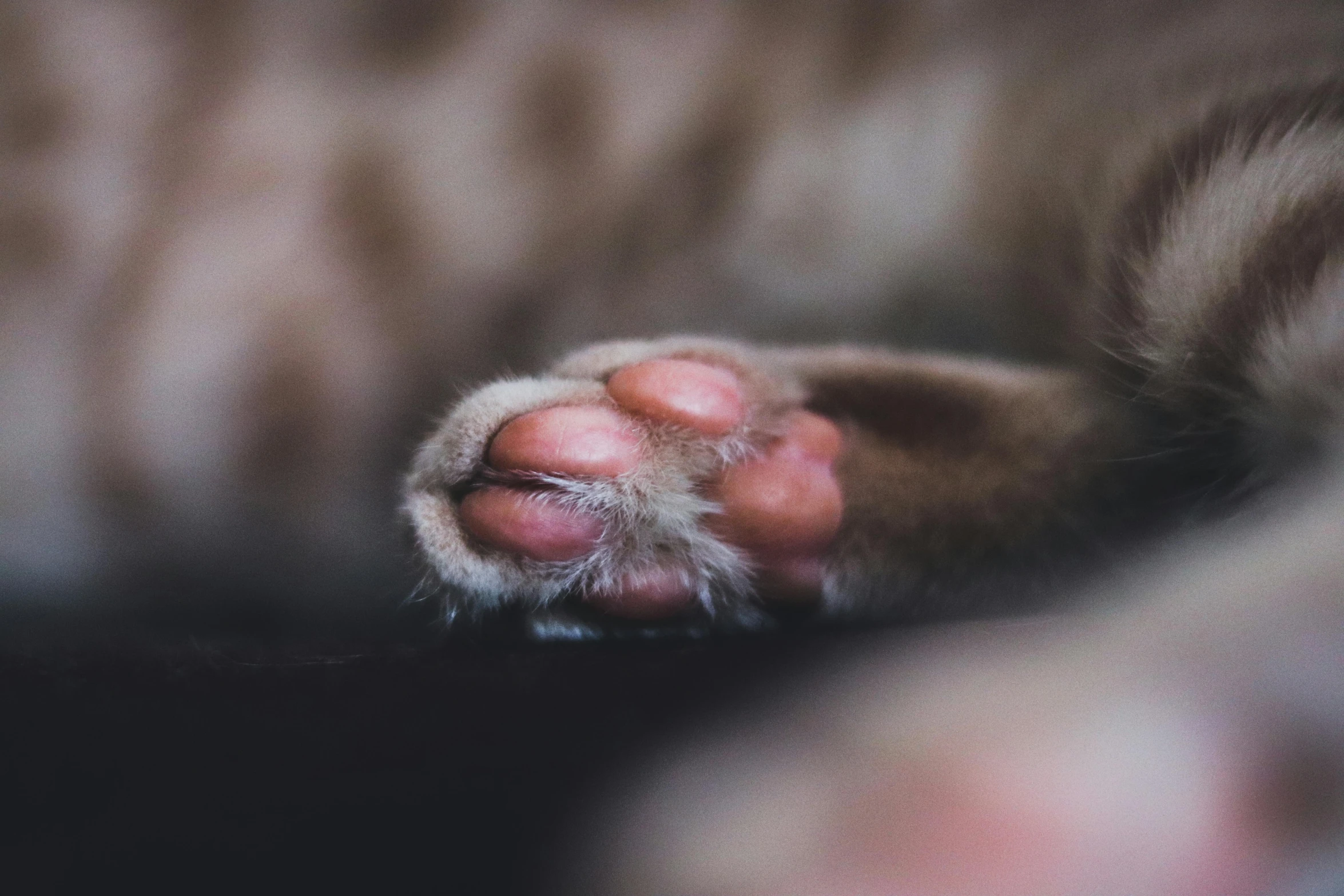 a cat paw that is laying down