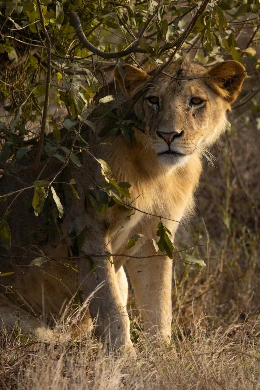 a young lion under a tree looking around