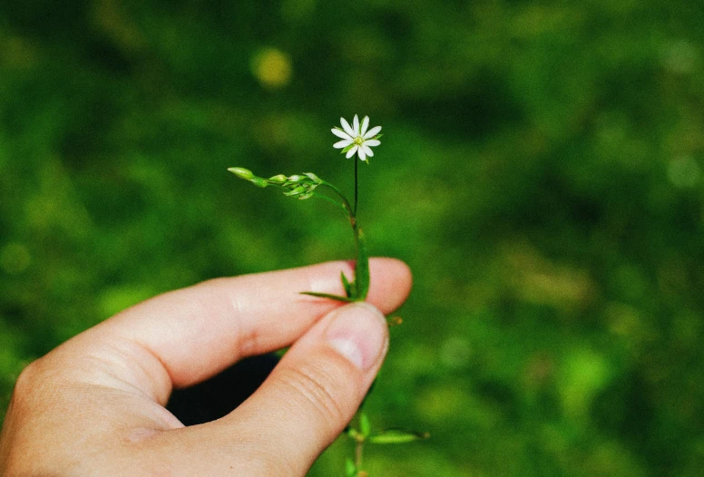 the small daisy is growing from the hand of someone