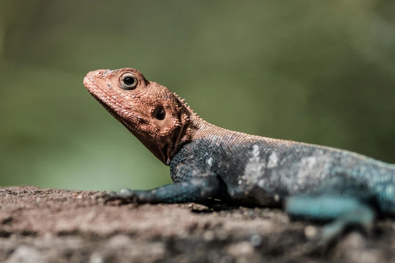 an orange and black lizard sitting on top of a wooden piece