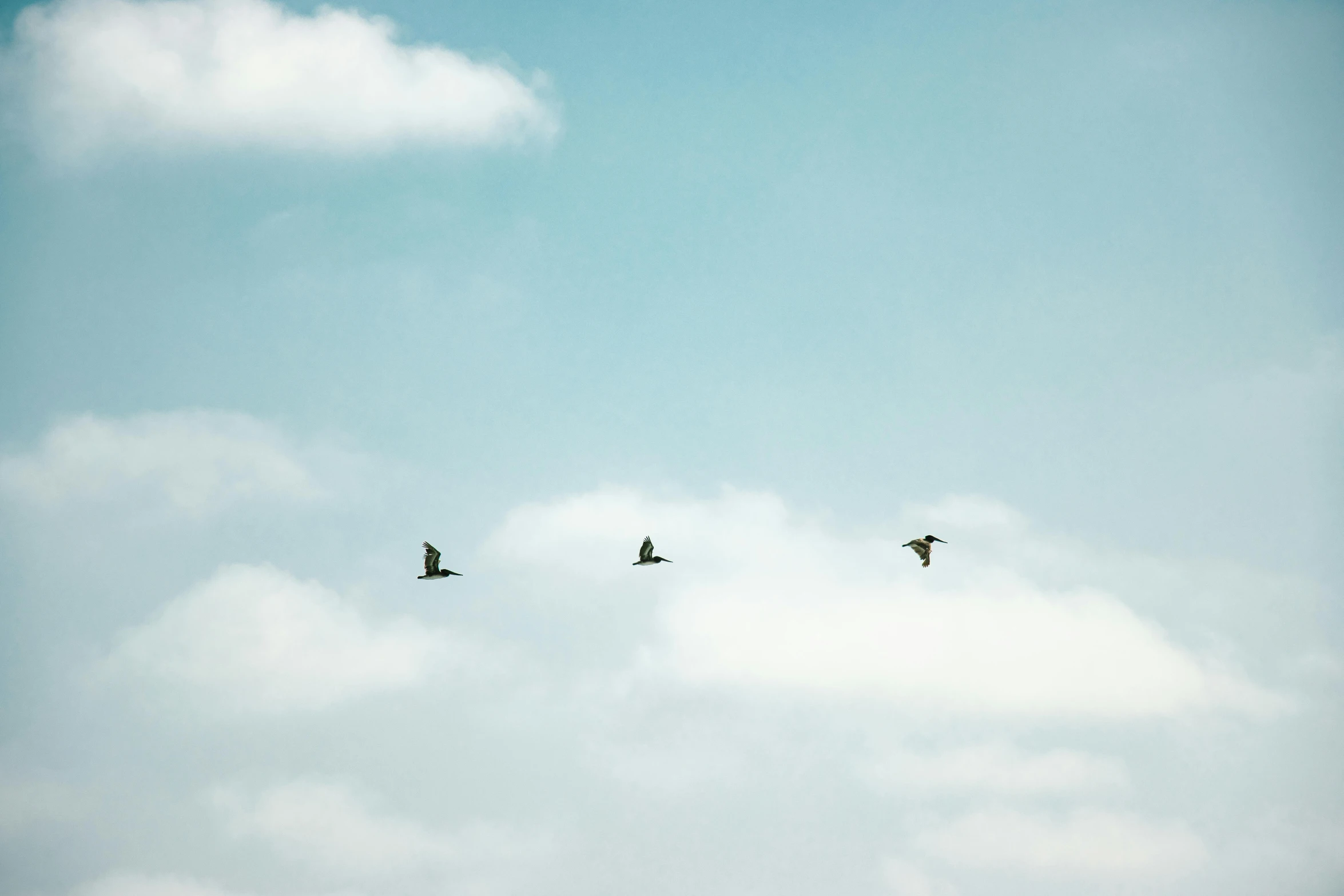 some birds flying in the sky with fluffy clouds