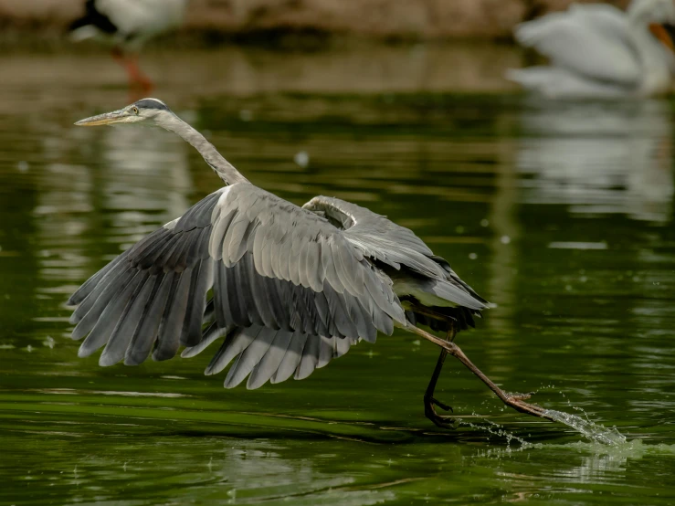 an image of a crane in flight and others in the water