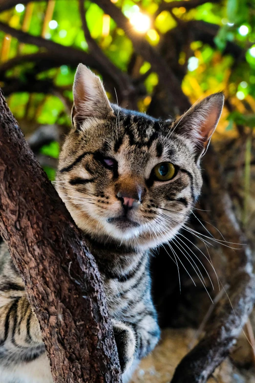 a striped cat sits in the nches of a tree