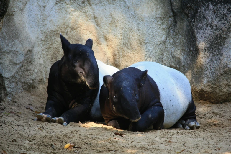 two small hippos rest and stare at the ground