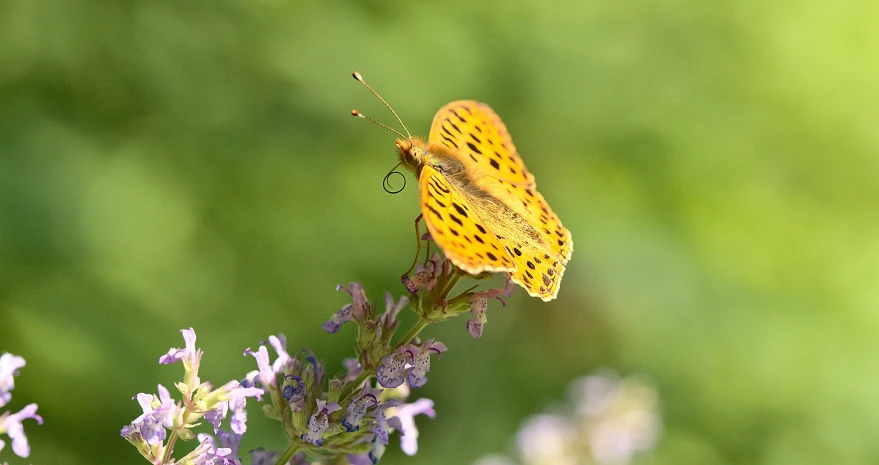 a erfly is sitting on the flower that is budding