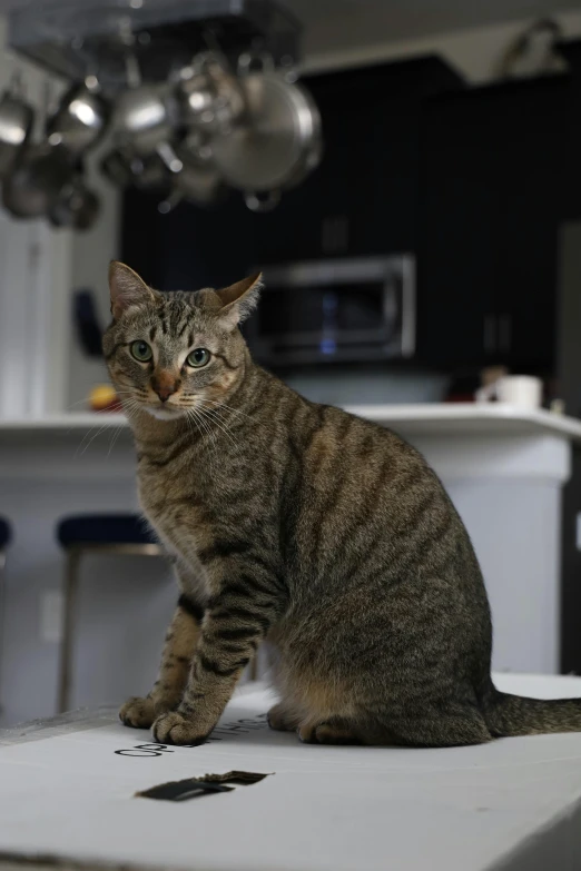 a cat is sitting on the edge of a kitchen counter