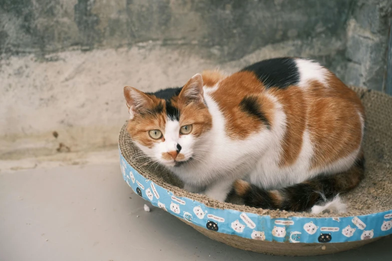 a cat laying on top of a bowl on a table