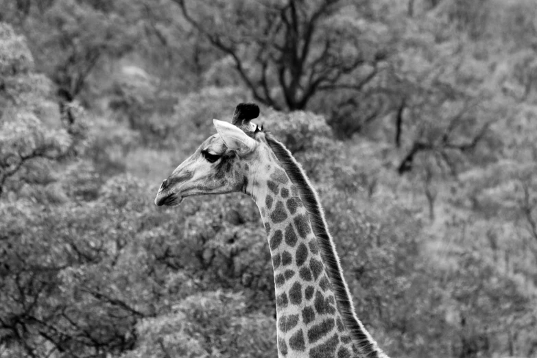 the head and neck of a giraffe is shown in black and white