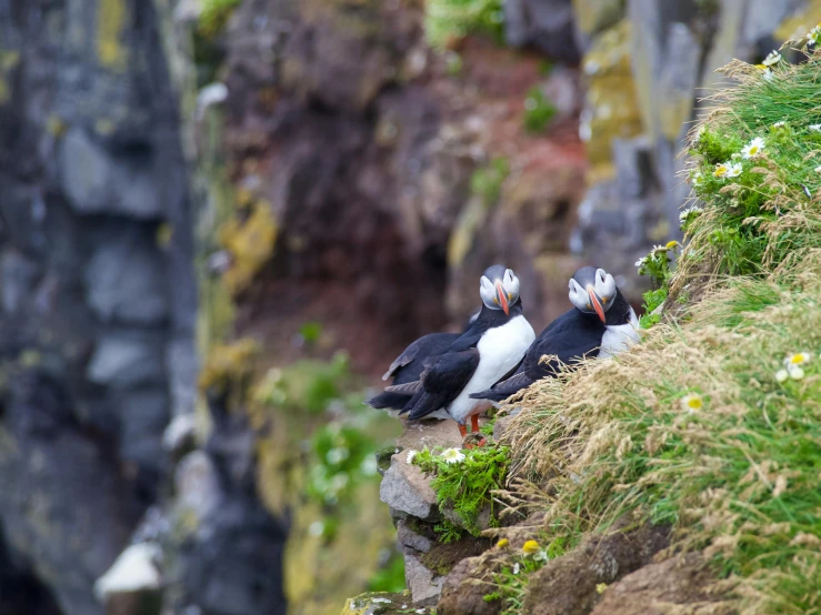 two birds stand on the edge of a cliff
