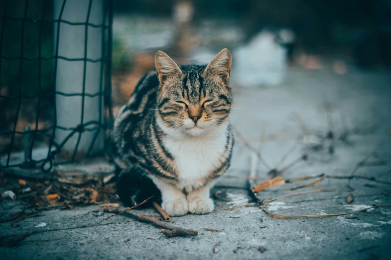 a close up of a cat with a wire fence in the background