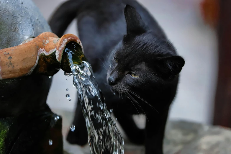 a black cat plays in an old water fountain