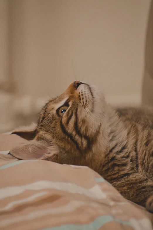 a cat that is laying down on some cloths