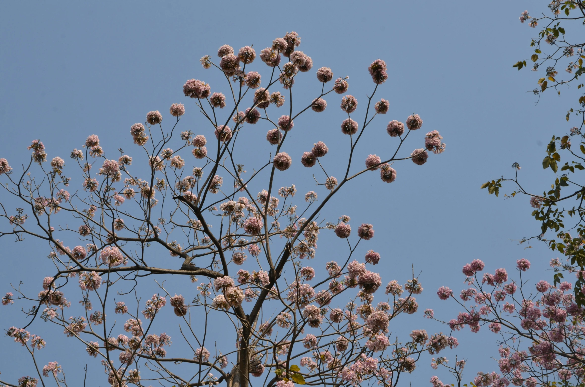 a group of flowers in front of blue sky