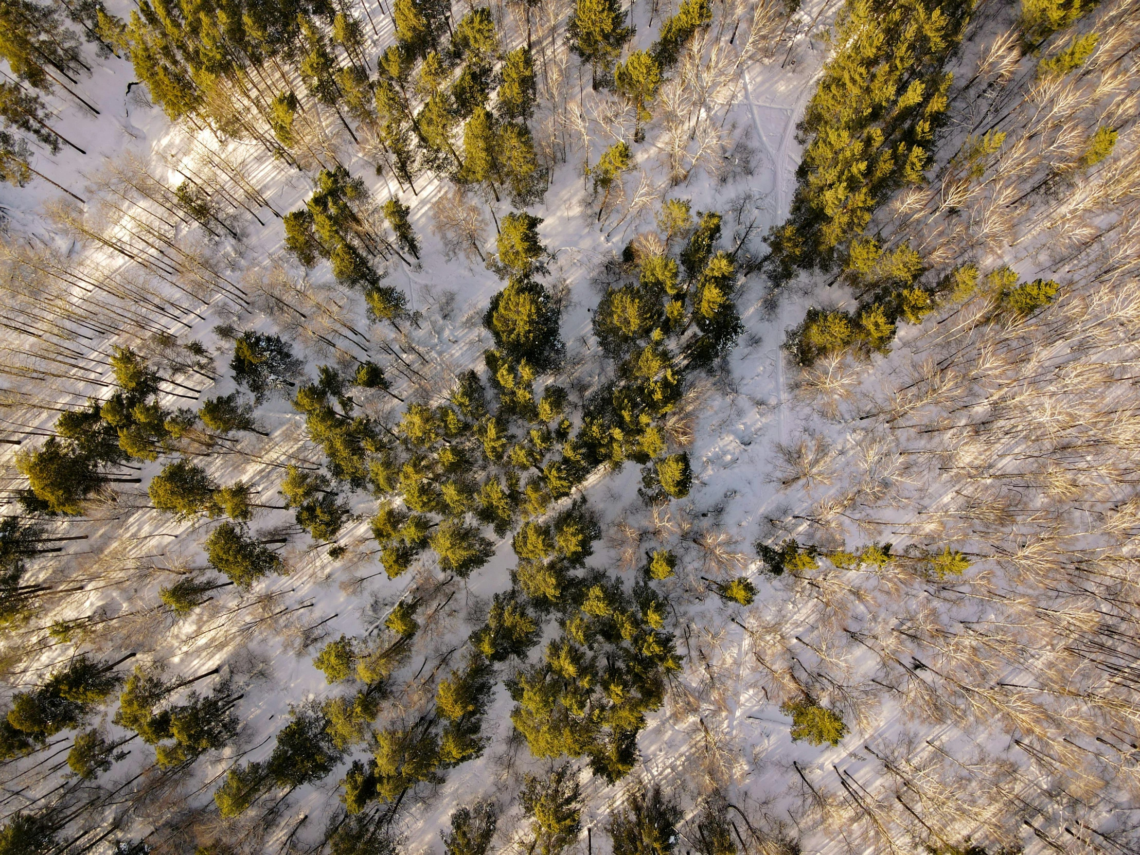 an aerial view of a pine forest in winter